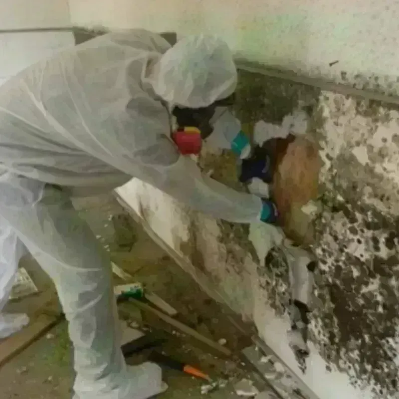 Mold Remediation and Removal in Braxton County, WV